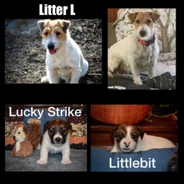 Beagle, Jack Russell Terrier, and Russell Terrier Puppies from Mountain Top