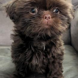 Fynn - Chocolate male Shih Tzu puppy in West Pawlet, Vermont from Morgan's Shih Tzus