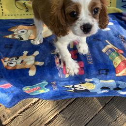 Cavalier King Charles Spaniel Puppies from Purple Moon Cavaliers