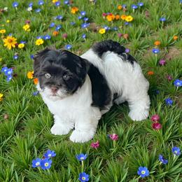 GIGGLES - Chocolate male Havanese puppy in Summerfield, Florida from Honor Havanese