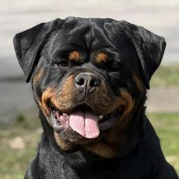 Rottweilers from Concrete Kennels