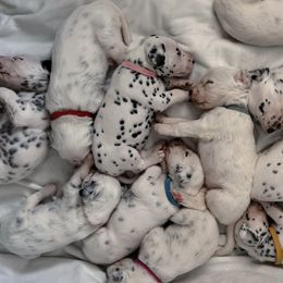 Dalmatians from Athziri's Dalmatians