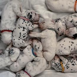 Dalmatians from Athziri's Dalmatians