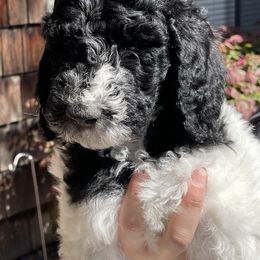 Blue - Labradoodle puppy in Santa Maria, California from Diaz Doodles