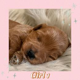 Red girl 1 - Wheaten female Miniature Schnauzer puppy in Pflugerville, Texas from K&K Precious Tx schnauzers