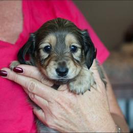 Charlotte - Cream female Dachshund puppy in Prunedale, California from Tiny Teckels Miniature Dachshunds