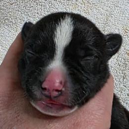 Topaz...TAZ - Black and white male Rat Terrier puppy in Ukiah, California from Poem's Haven Rat Terriers..AKA Mysthaven Rat Terriers