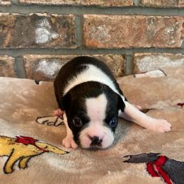 AKC Mia - Black brindle and white female Boston Terrier puppy in Imperial, Missouri from Boston Kup Breeders