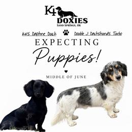 Dachshund puppies from K4 Doxies