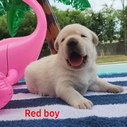 Labrador Retriever Puppies from Texas Finest English Labradors
