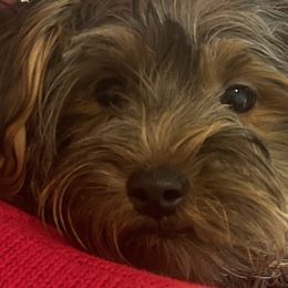 Rusty - Yorkshire Terrier puppy in West Warwick, Rhode Island from Robyn’s Nest