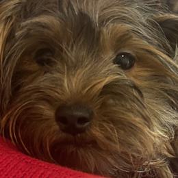 Rusty - Yorkshire Terrier puppy in West Warwick, Rhode Island from Robyn’s Nest