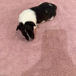 Girl 1 - Black and white female Shetland Sheepdog puppy in Tuscumbia, Alabama from Agee's World of Shelties