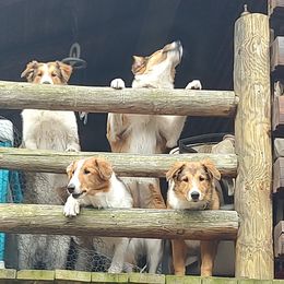 Affenpinscher and Old Time Scotch Collie Puppies from Hideaway Farm Scotch Collies