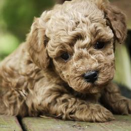 Pierce - Red  male Poodle puppy in Nappanee, Indiana from Perfect Match Poodles
