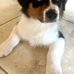 Australian Shepherds from Emerald Mists Australian Shepherds