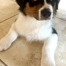 Australian Shepherds from Emerald Mists Australian Shepherds