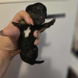 Curley - Black and cream male Dachshund puppy in Strong, Arkansas from Dachshunds R Us