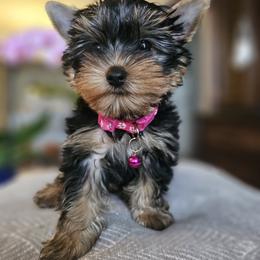 Lily - Black and gold female Yorkshire Terrier puppy in Tamarac, Florida from Yorkiefamily7