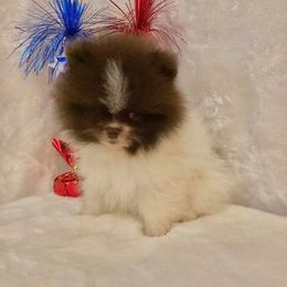 Pomeranian Puppies from Yielding’s Impressive Precious Pomeranians