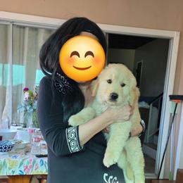 Charlie - Golden male Golden Retriever puppy in Los Angeles, California from Sea Air Goldens