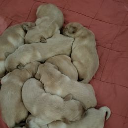 Golden Retriever Puppies from Bryeridge Goldens