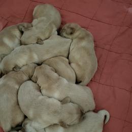 Golden Retriever Puppies from Bryeridge Goldens