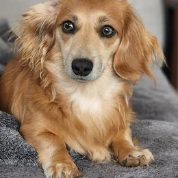 Dachshunds from Aimee's Dachshunds