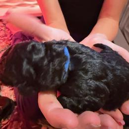 Poodle Puppies from Royal Dixie Poodles