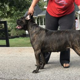 Gracie  - Cane Corso