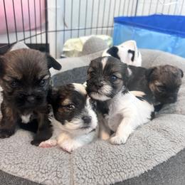 Shihpoo and Shih Tzu Puppies from Angel babies