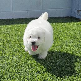 Drake - White male Bichon Frise puppy in Glendale, Arizona from Bichon De Amor