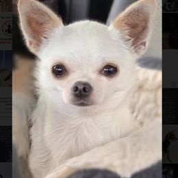 Sugar - Chihuahua