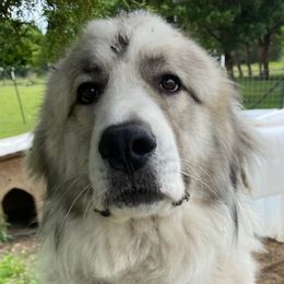 Boomer - Anatolian Pyrenees