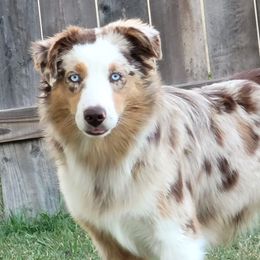 Sky - Miniature Australian Shepherd