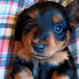 Boy 3 - Black and tan Dachshund puppy in Cleveland, Alabama from Doxieland Delight