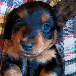 Boy 3 - Black and tan Dachshund puppy in Cleveland, Alabama from Doxieland Delight