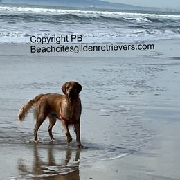 Hope - Golden Retriever