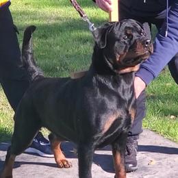 Rottweilers from Vom Hause Emerald