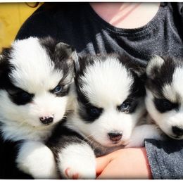 Pomsky Puppies from Foxfire Arctic Spitz