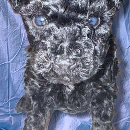 Girl 4 - Black female Schnoodle puppy in Rancho Cordova, California from Snickerdoodle Doodles