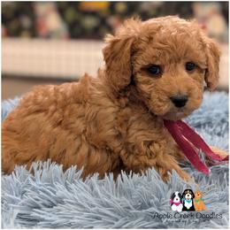 Harlow - - Apricot female Goldendoodle puppy in Jeddo, Michigan from Apple Creek Doodles