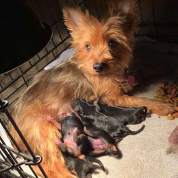 Cheryl - Yorkshire Terrier