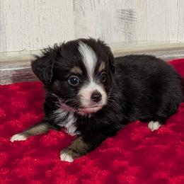 Sammy - Black tri male Miniature Australian Shepherd puppy in Lufkin, Texas from Texas Lil Cowdogs