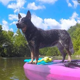 JEWELS - Australian Cattle Dog