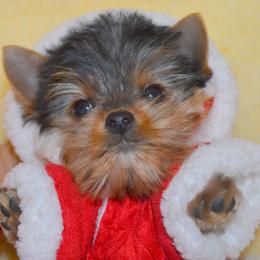 Shiba Inu and Yorkshire Terrier Puppies from Royal Kennels