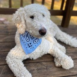 Bernedoodles, Labradoodles, and Poodles from Painted Doodles and Poodles LLC