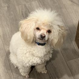 Ammo - Aussiedoodle