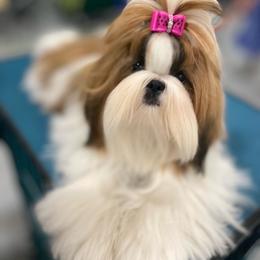Julieta - Shih Tzu