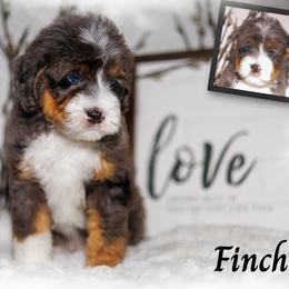 Finch - Blue merle male Bernedoodle puppy in Gilbert, Arizona from Safe Havynn Doodles